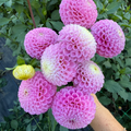 Dahlia tuber - Maaike