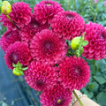 Dahlia tuber - Unfurlings Sarah