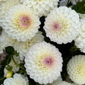 Dahlia tuber - White Linda