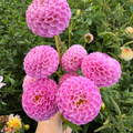 Dahlia tuber - Hallmark