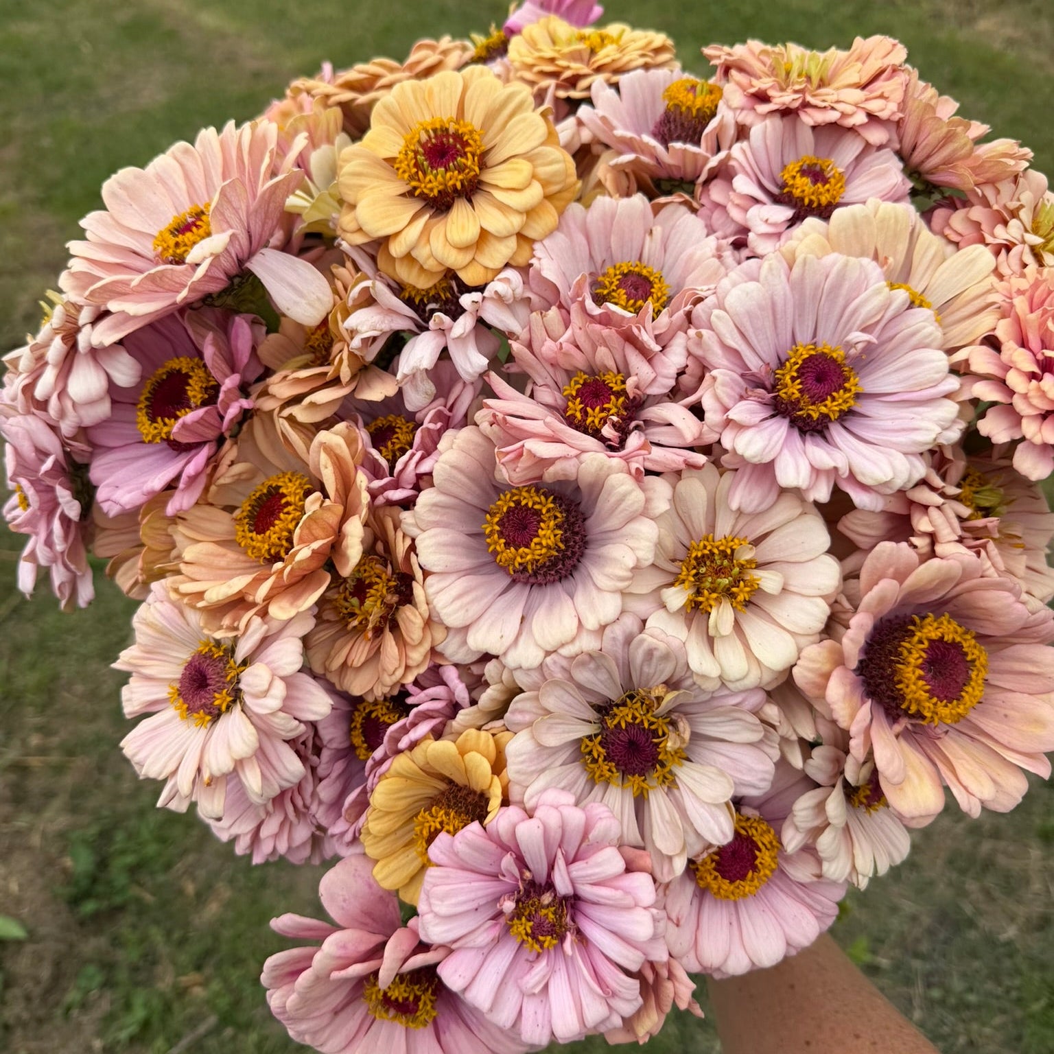 Zinnia Seeds - Buds and Blooms Farm Blend