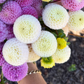 Dahlia tuber - Small World
