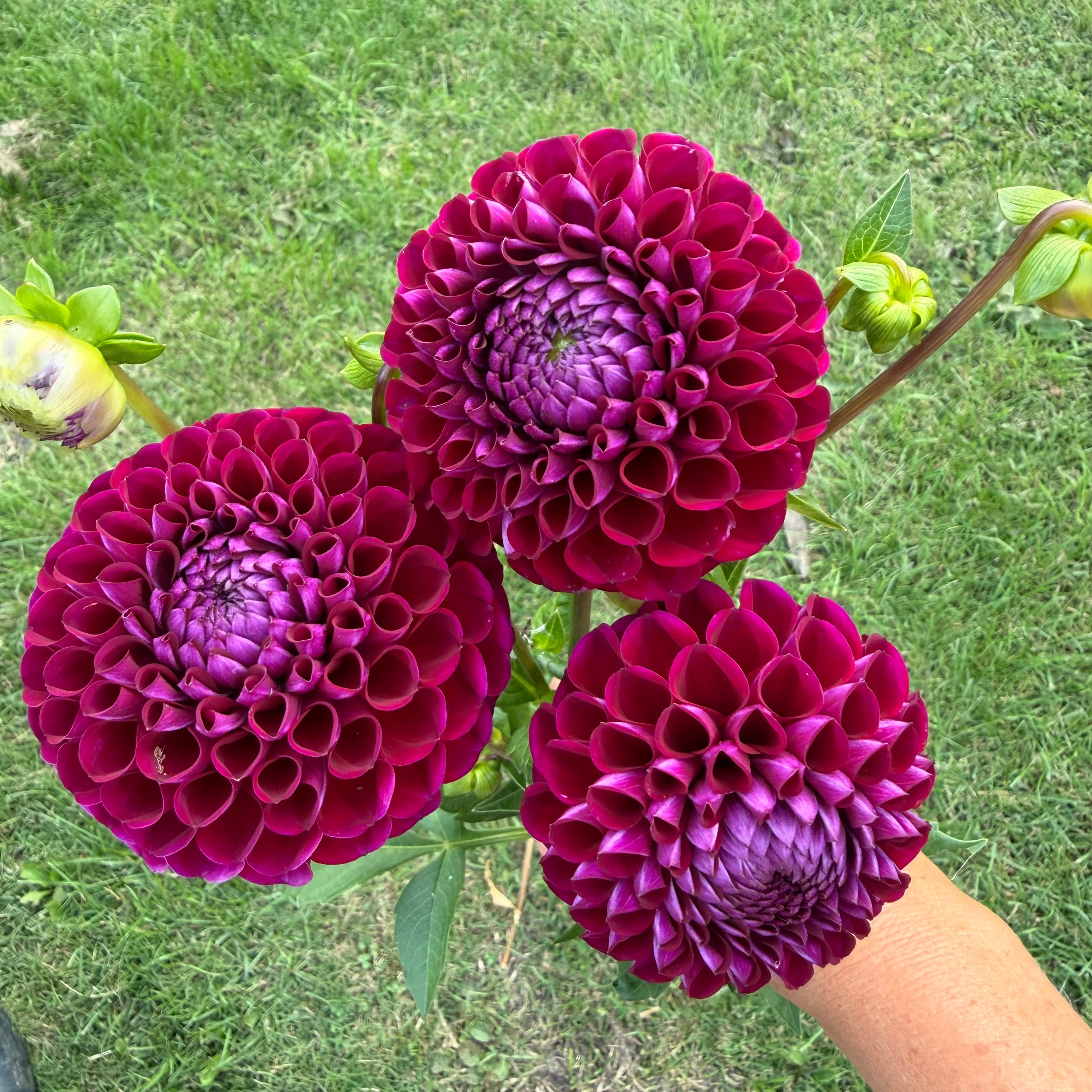 Dahlia tuber - Margaret Rebecca