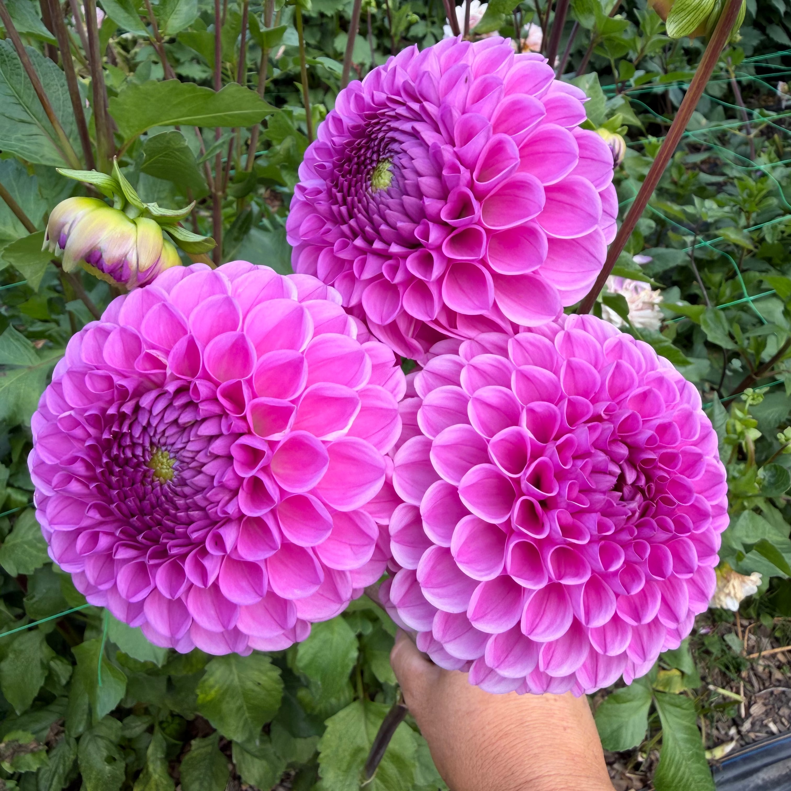 Dahlia tuber - Joal Harper