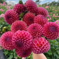 Dahlia tuber - Hapet Coppery