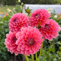 Dahlia tuber - Pink Runner