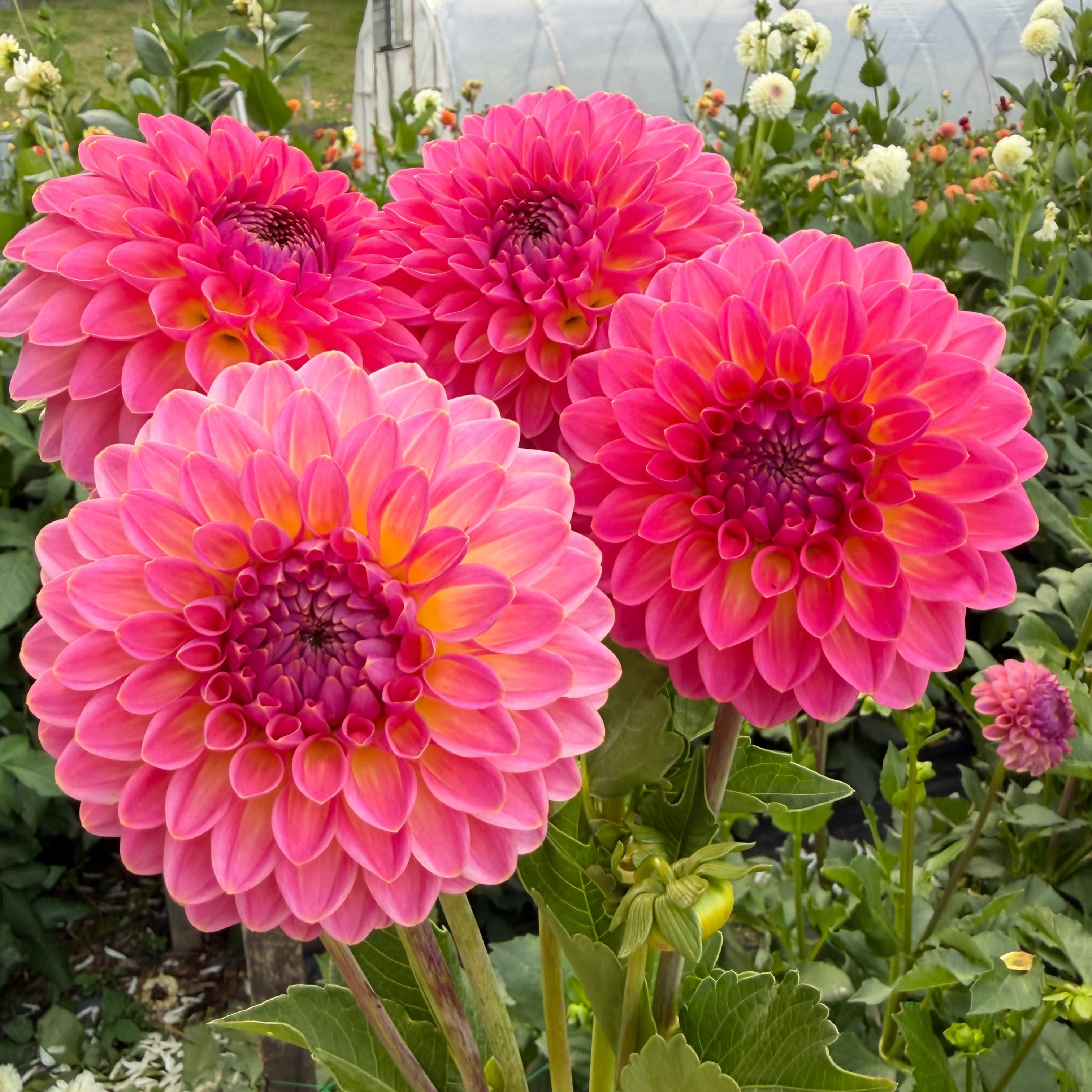Dahlia tuber - Pink Suffusion