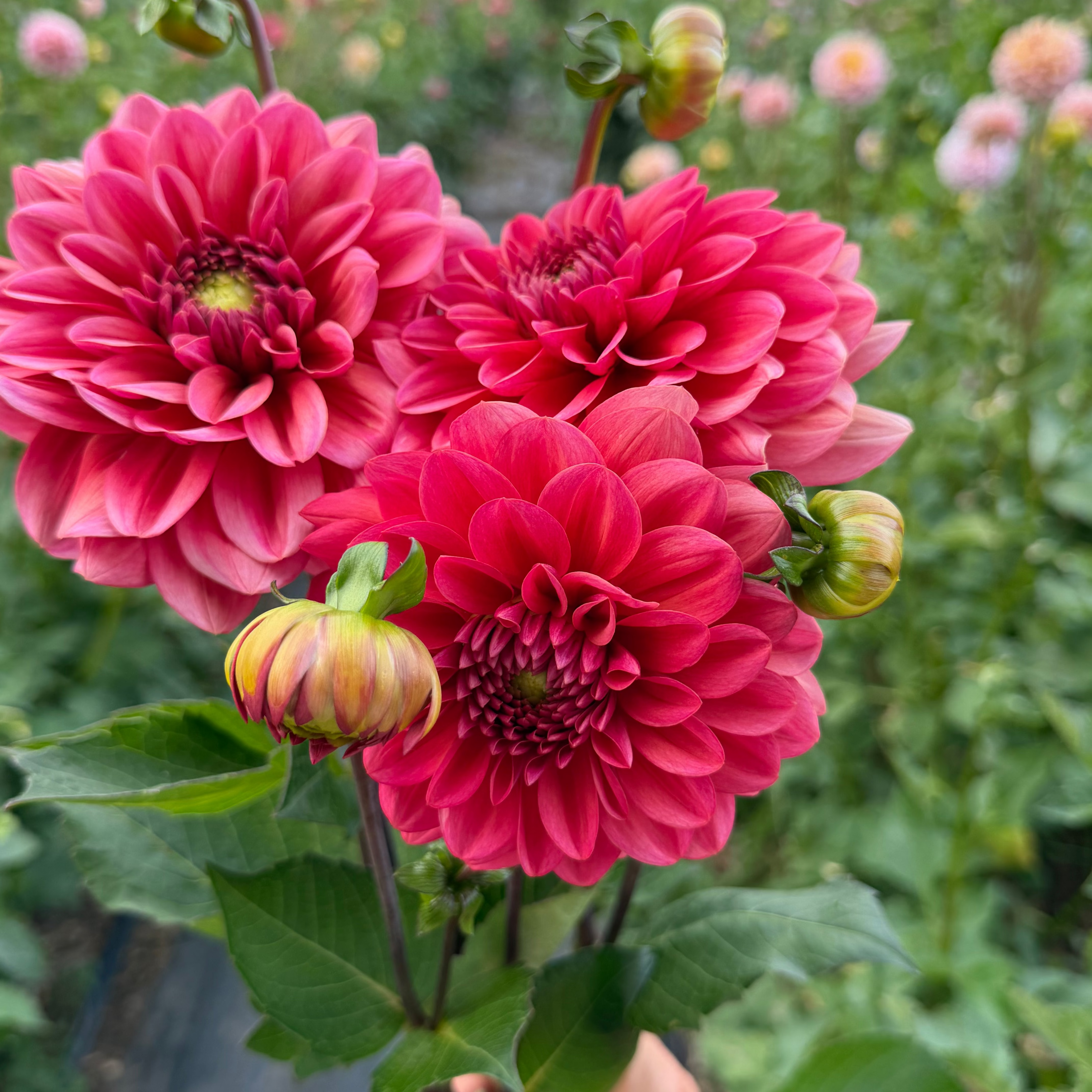 Dahlia tuber - Salmon Runner