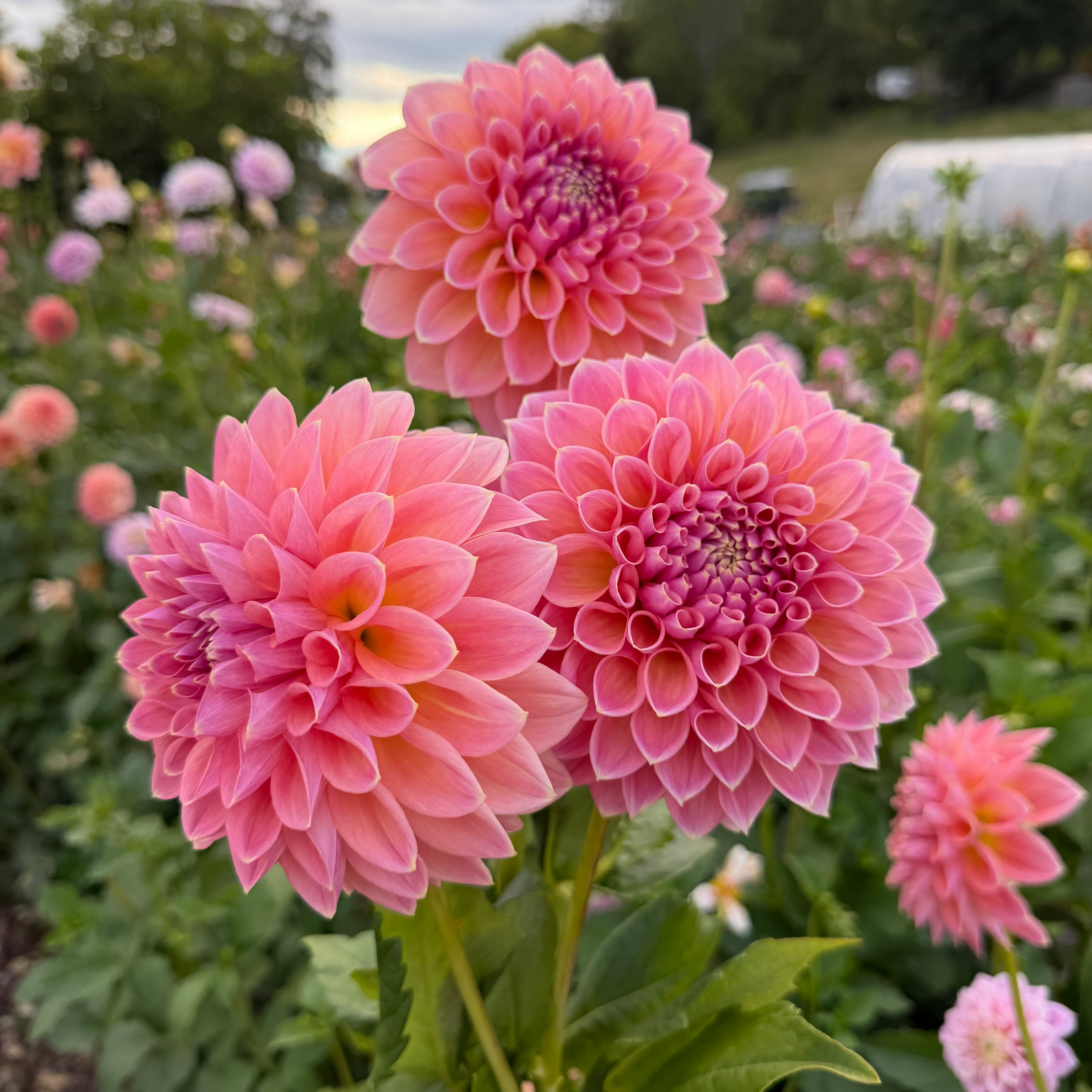 Dahlia tuber - Joal Kaitlin