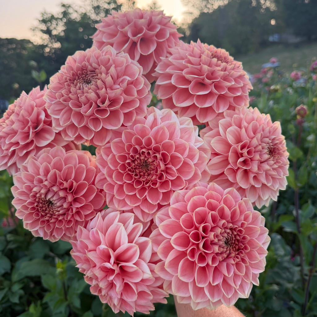 Dahlia tuber - Romance