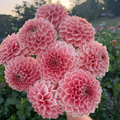 Dahlia tuber - Romance