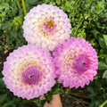 Dahlia tuber - Westerton Ella Grace