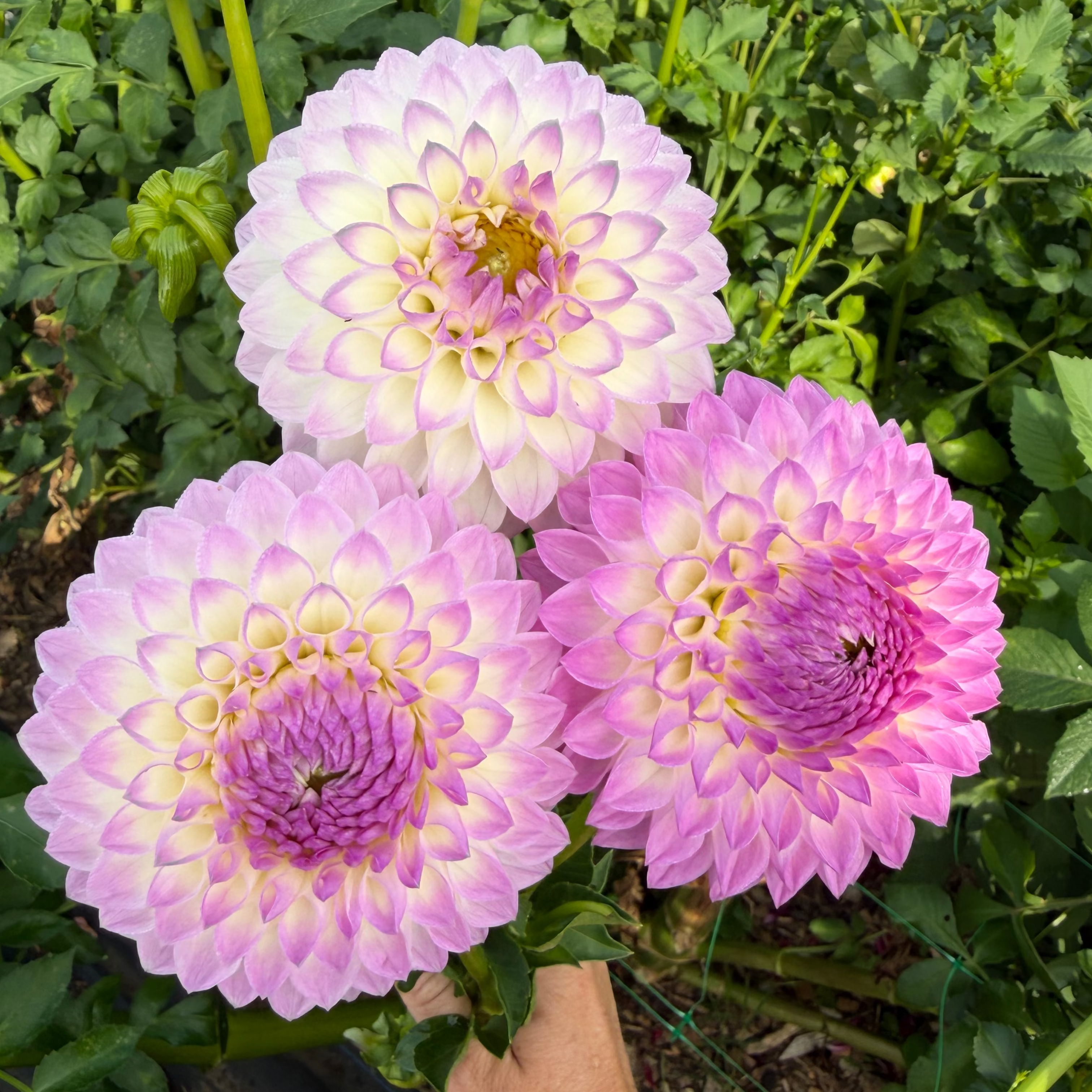 Dahlia tuber - Westerton Ella Grace