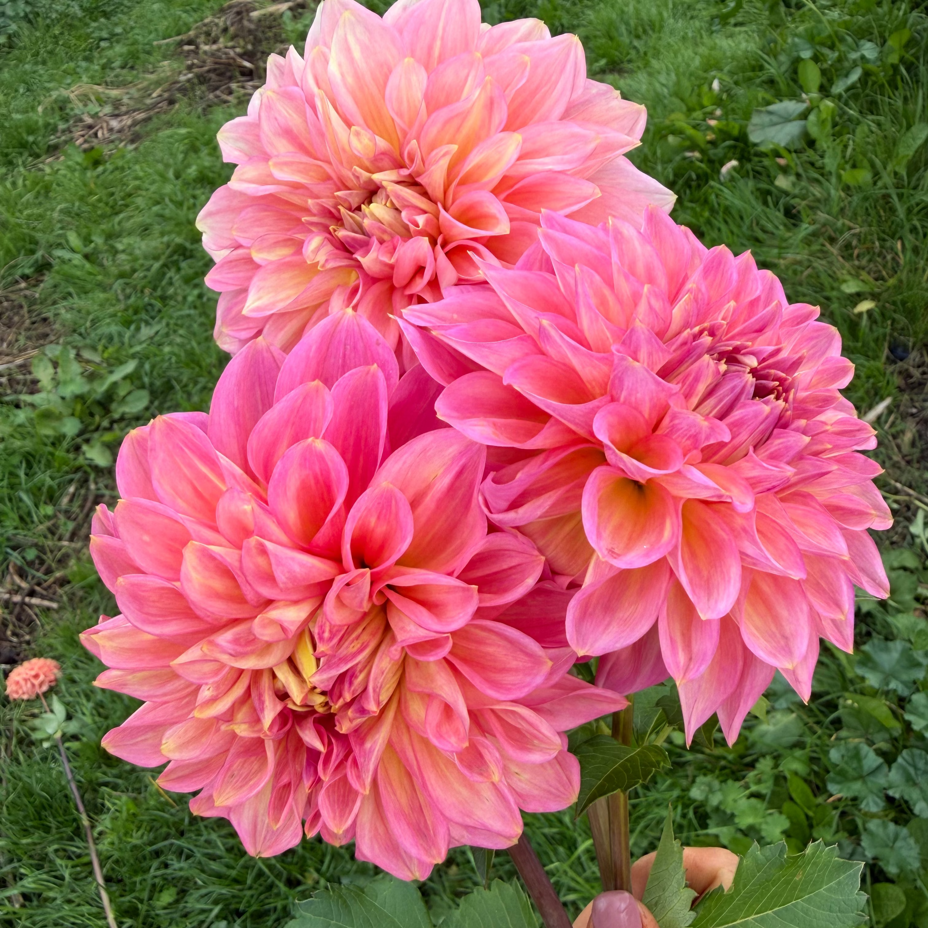 Dahlia tuber - Cameo peach