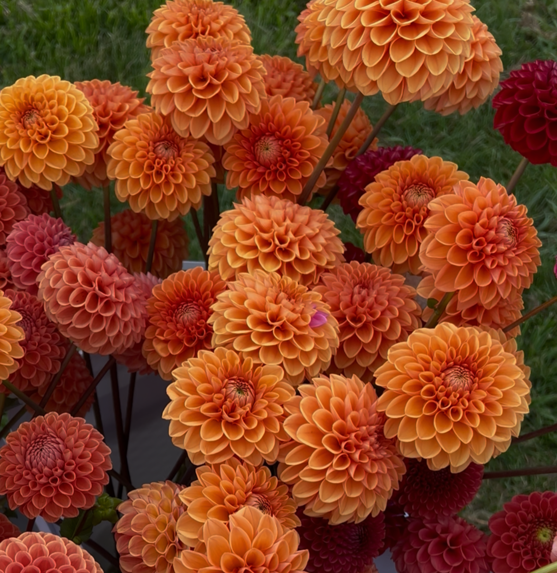 Dahlia tuber - Sylvia