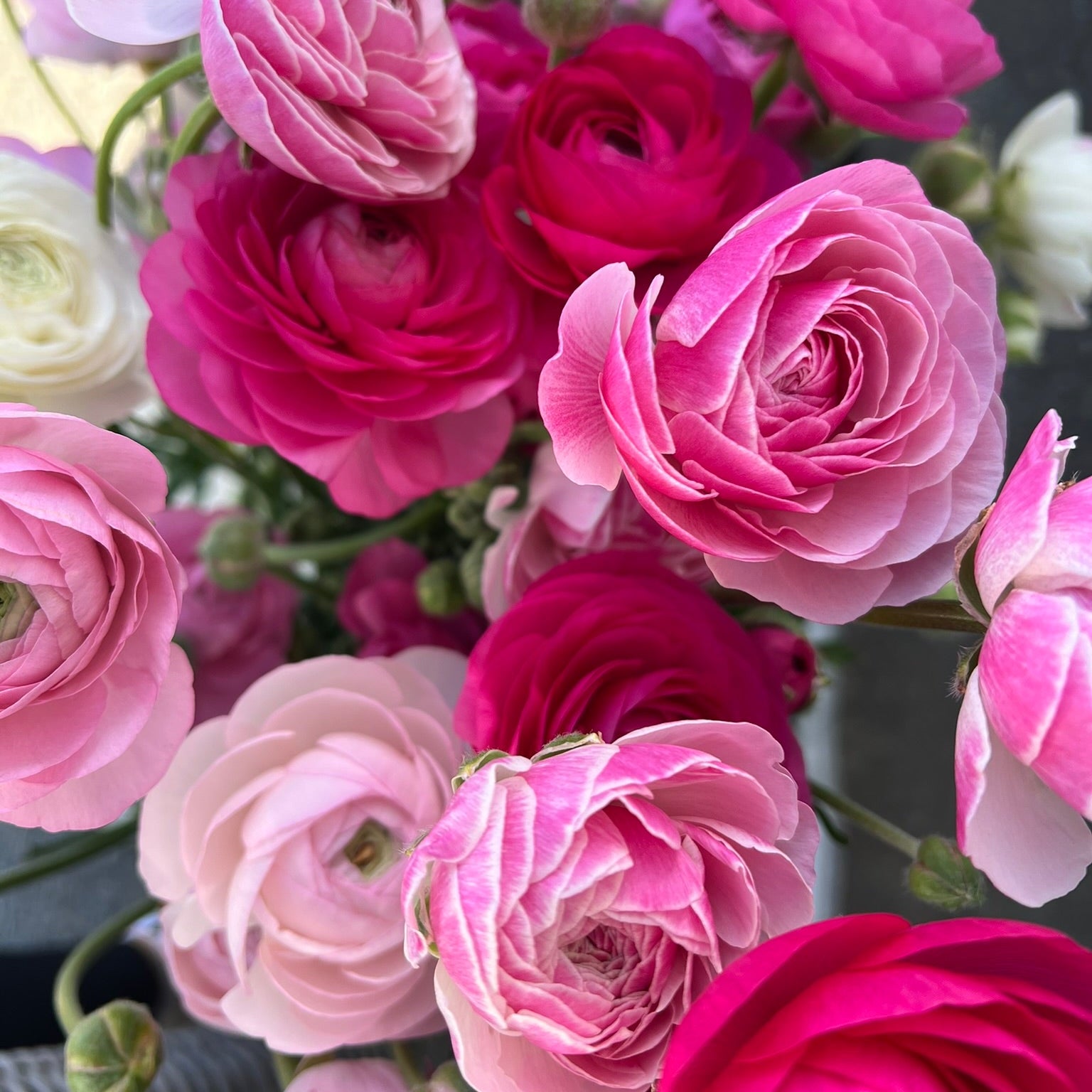 French Ranunculus Seeds - PORCELAINE