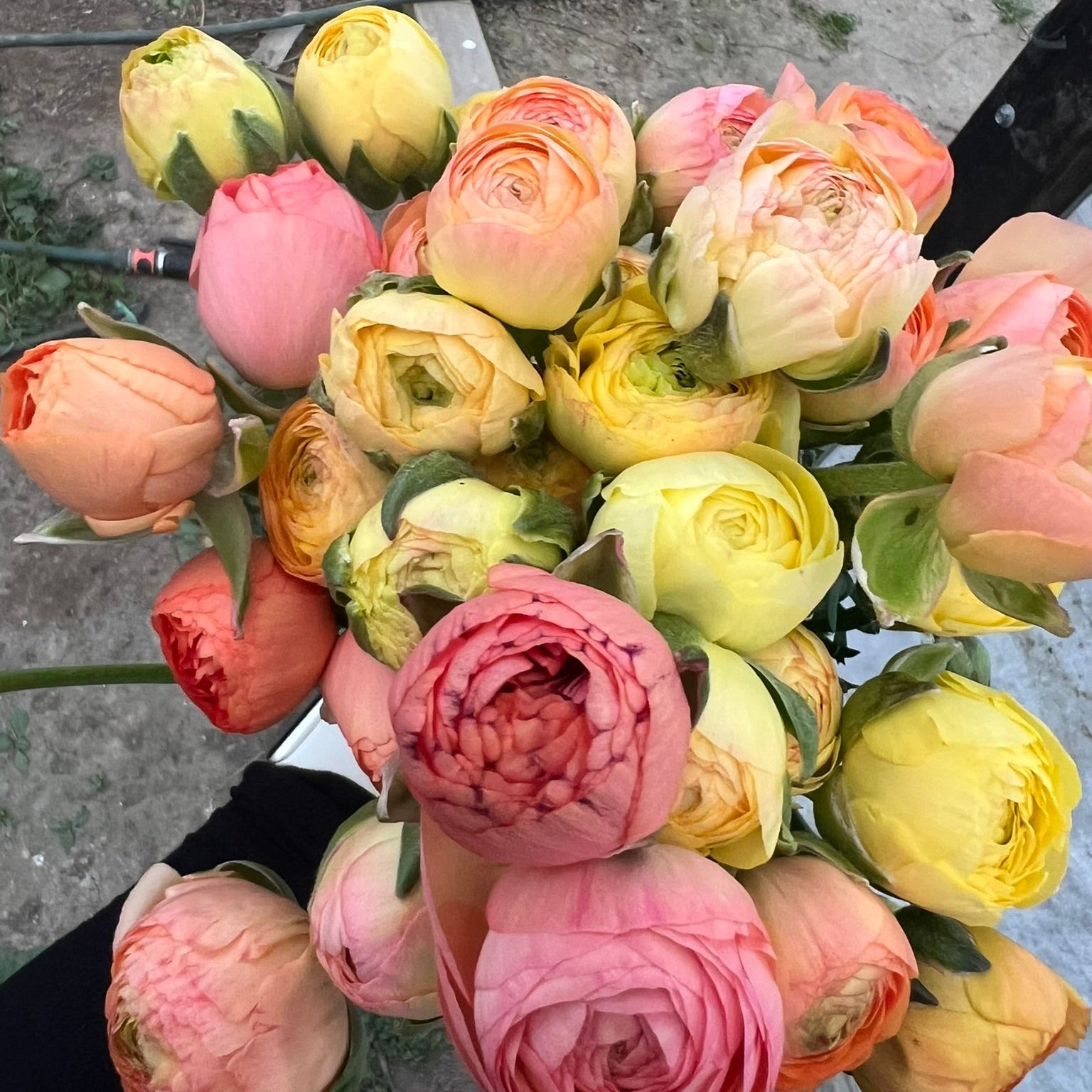 French Ranunculus Seeds - AMANDINE PASTEL LEMON
