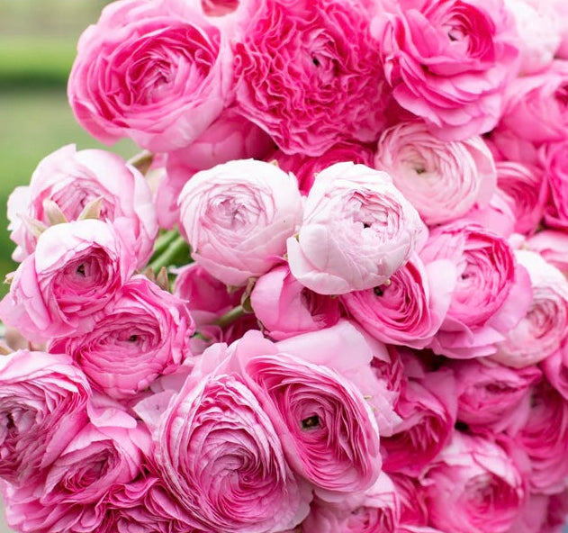 French Ranunculus Seeds - JULIETTE