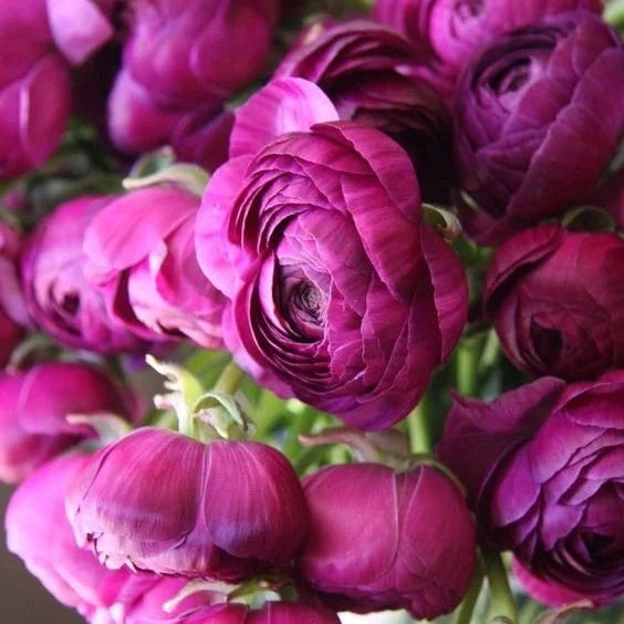 French Ranunculus Seeds - AMANDINE VIOLET