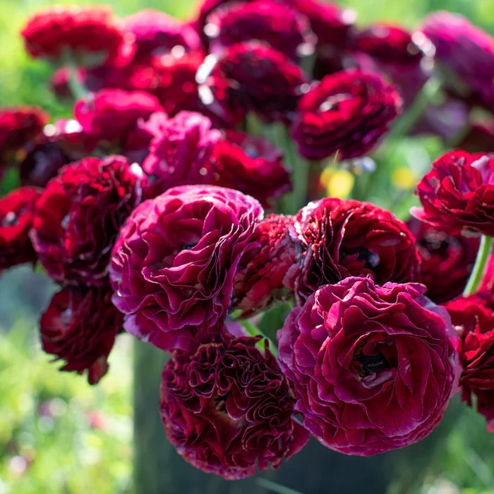 French Ranunculus Seeds - AMANDINE BLACK