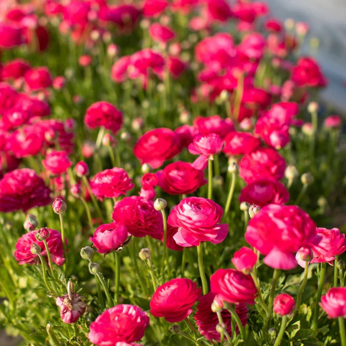French Ranunculus Seeds - AMANDINE BONBON