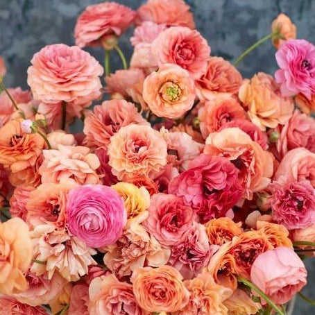 French Ranunculus Seeds - FRIANDINE SALMON