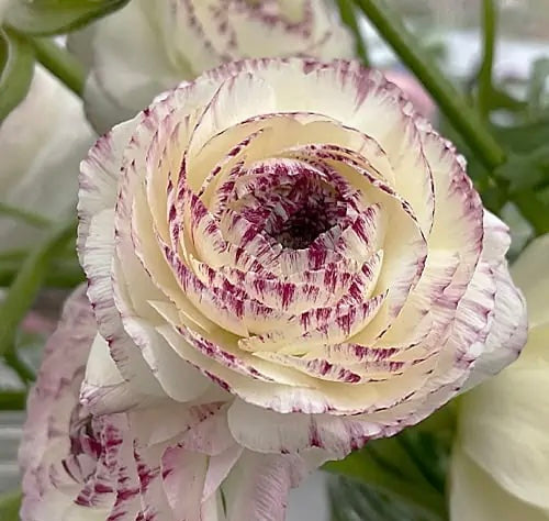 French Ranunculus Seeds - FRIANDINE WHITE PICOTEE