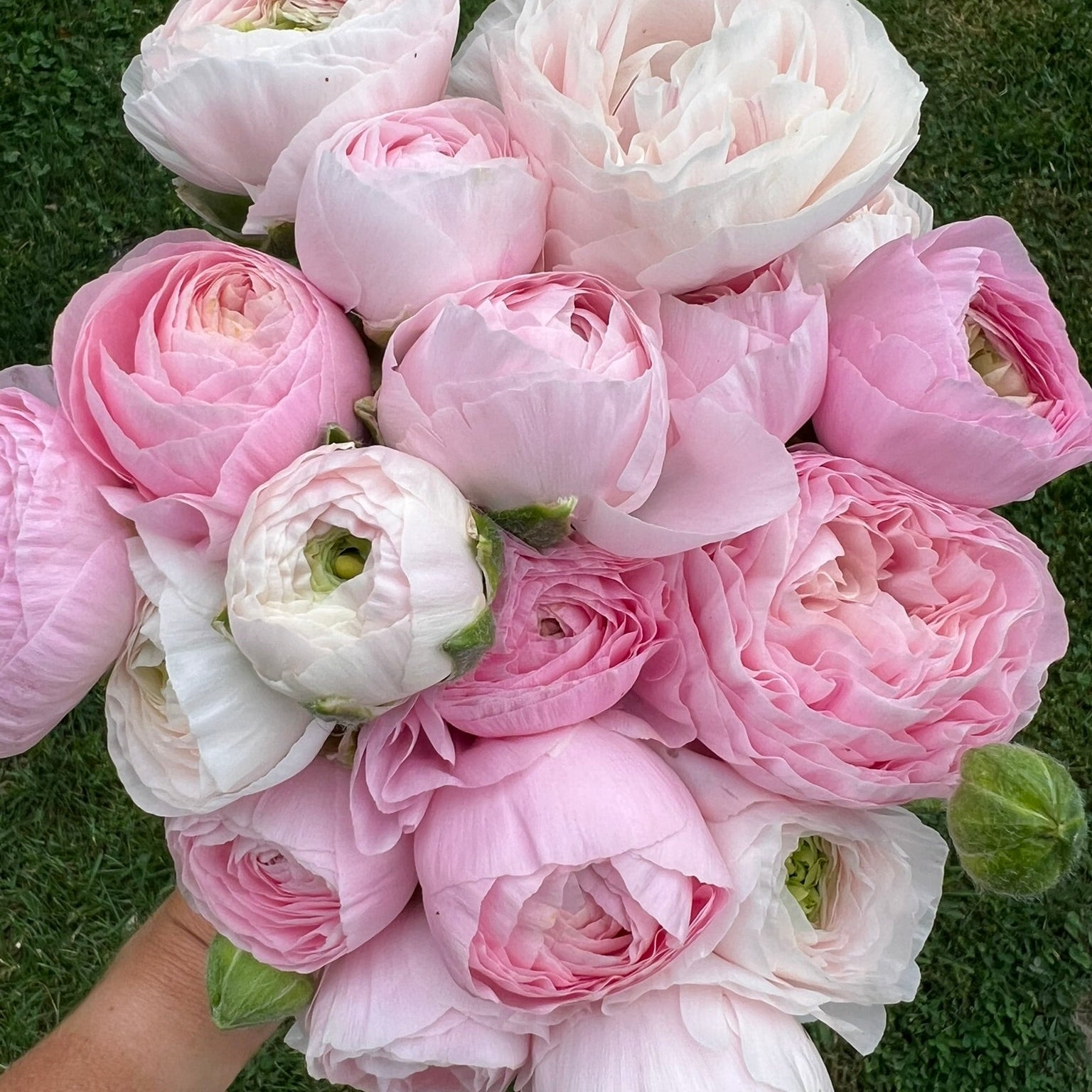 French Ranunculus Seeds - CHAMALLOW