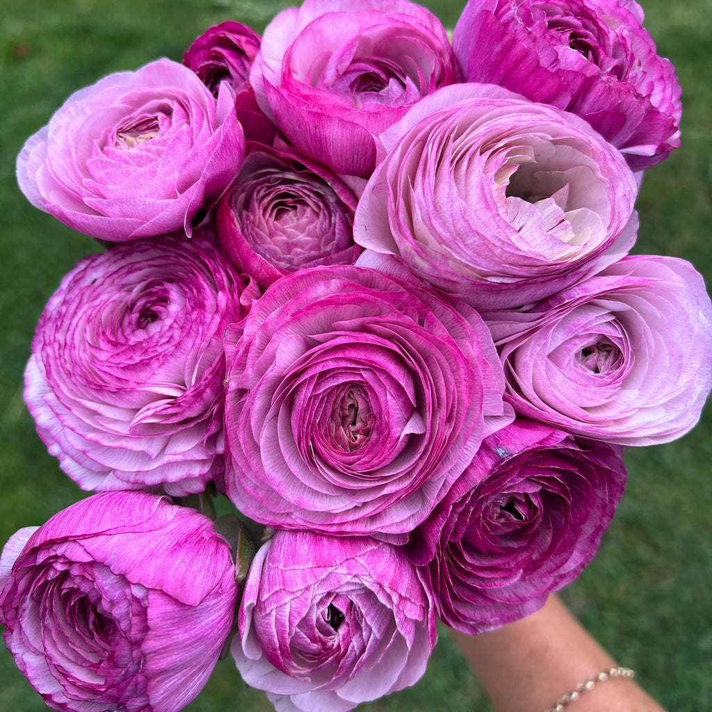 French Ranunculus Seeds - AMANDINE PURPLE JEAN