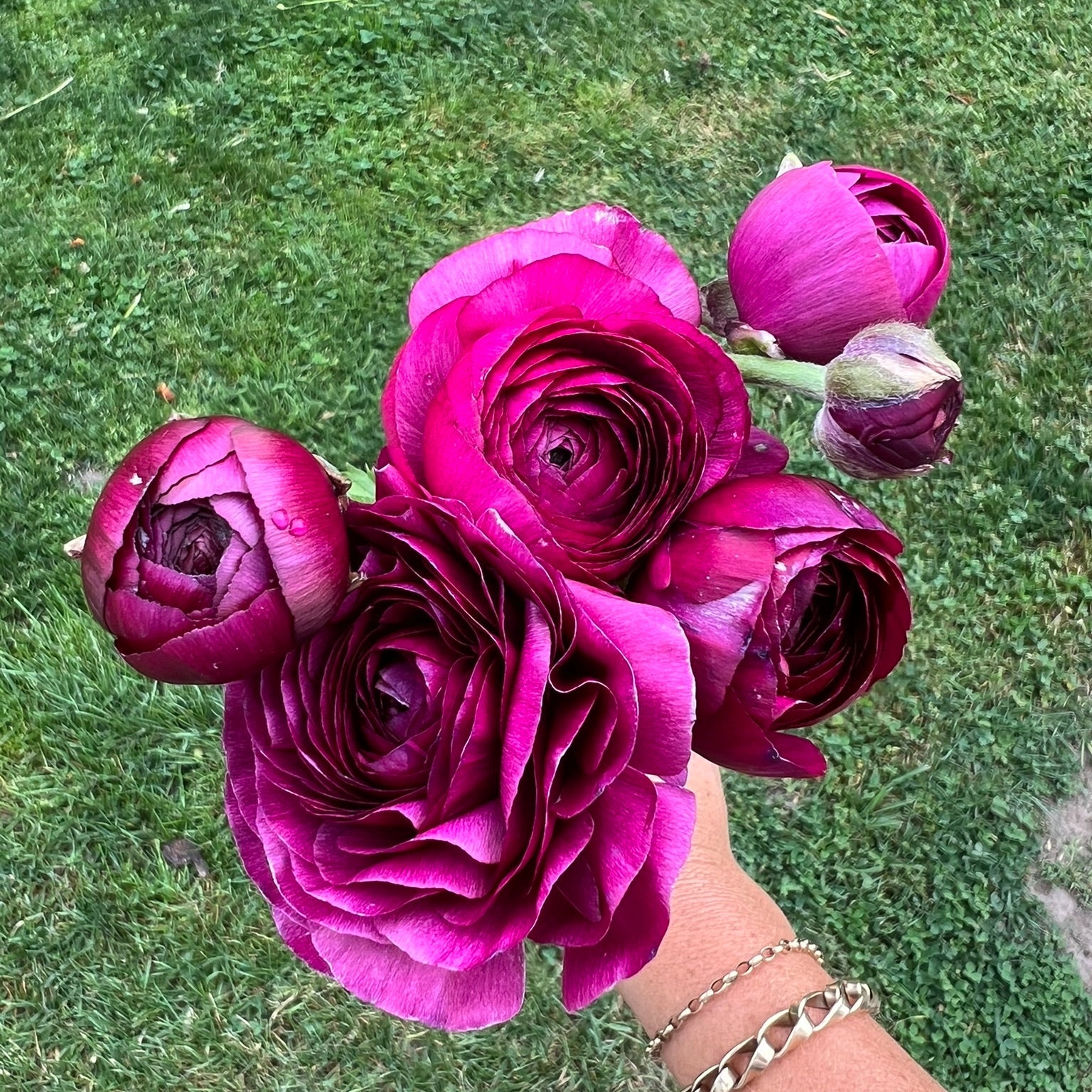French Ranunculus Seeds - AMANDINE VIOLET