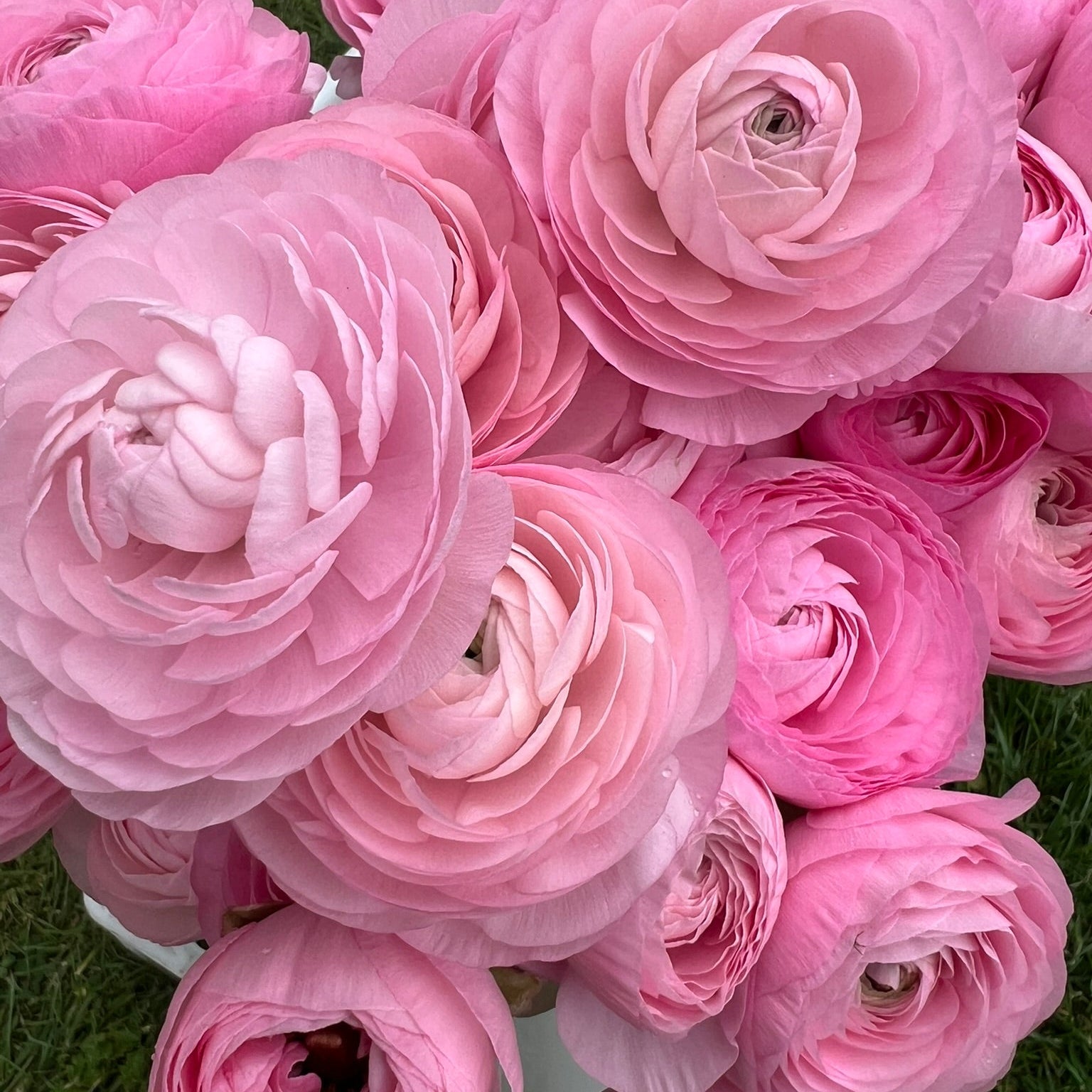 French Ranunculus Seeds - MARSHMALLOW