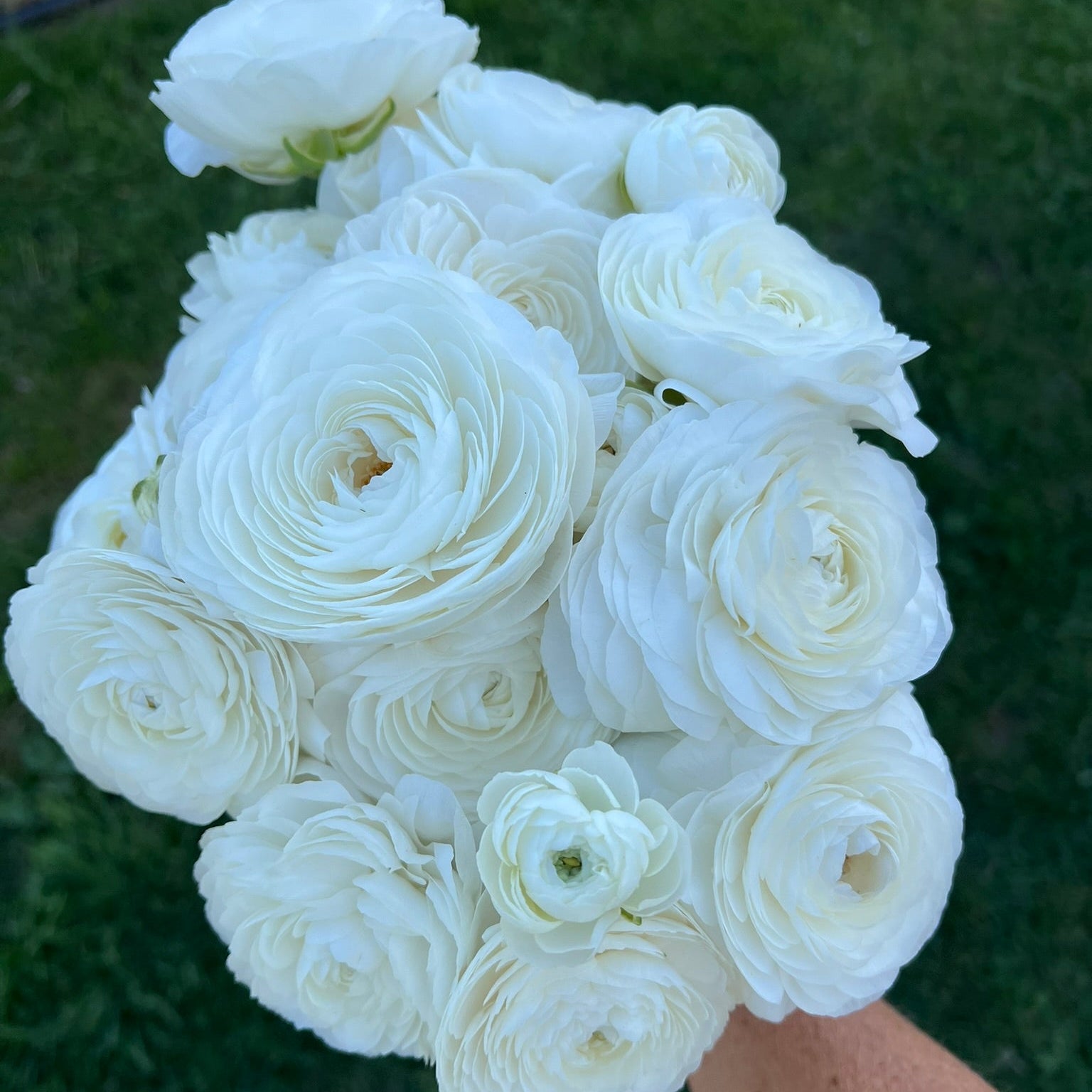 French Ranunculus Seeds - AMANDINE WHITE