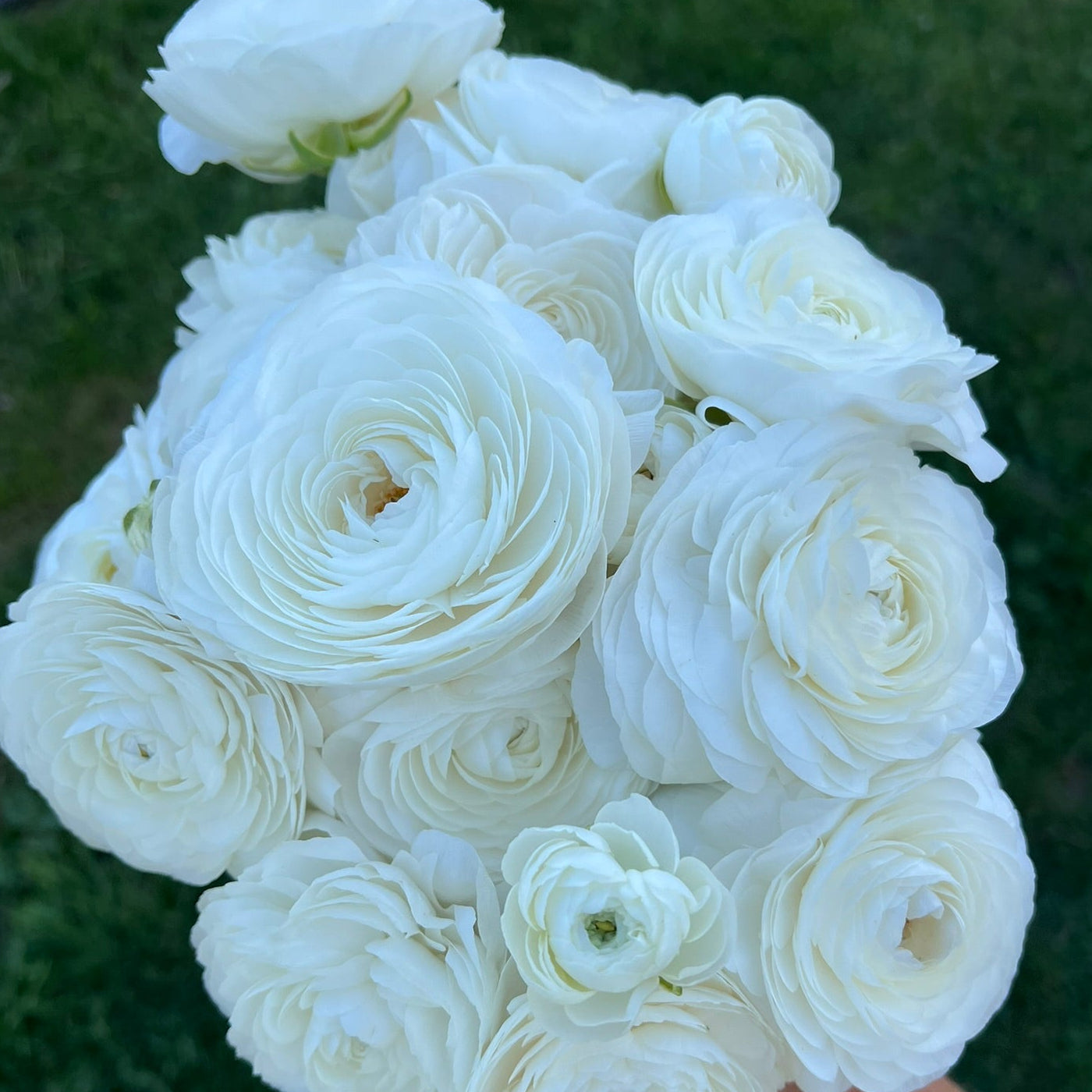 French Ranunculus Seeds - ICEBERG