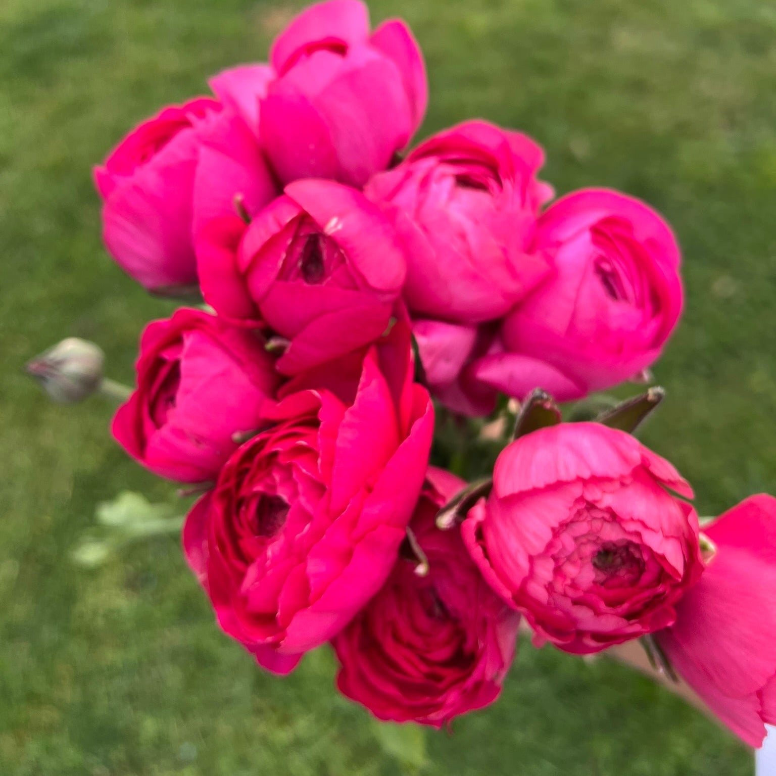 French Ranunculus Seeds - AMANDINE BONBON