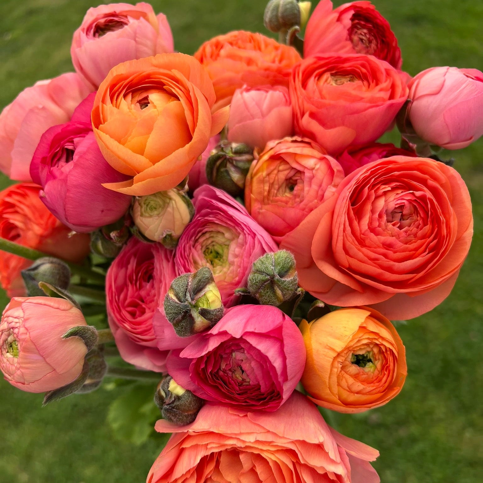 French Ranunculus Seeds - AMANDINE SALMON