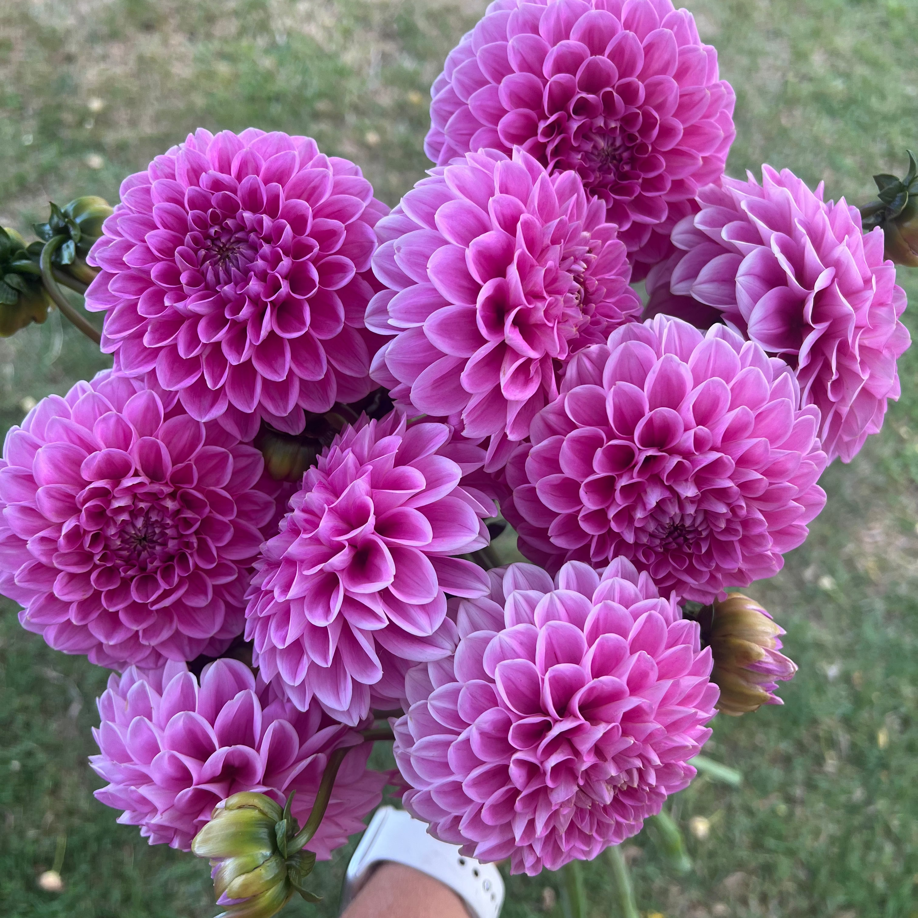 Dahlia tuber - Sweet Fabienne