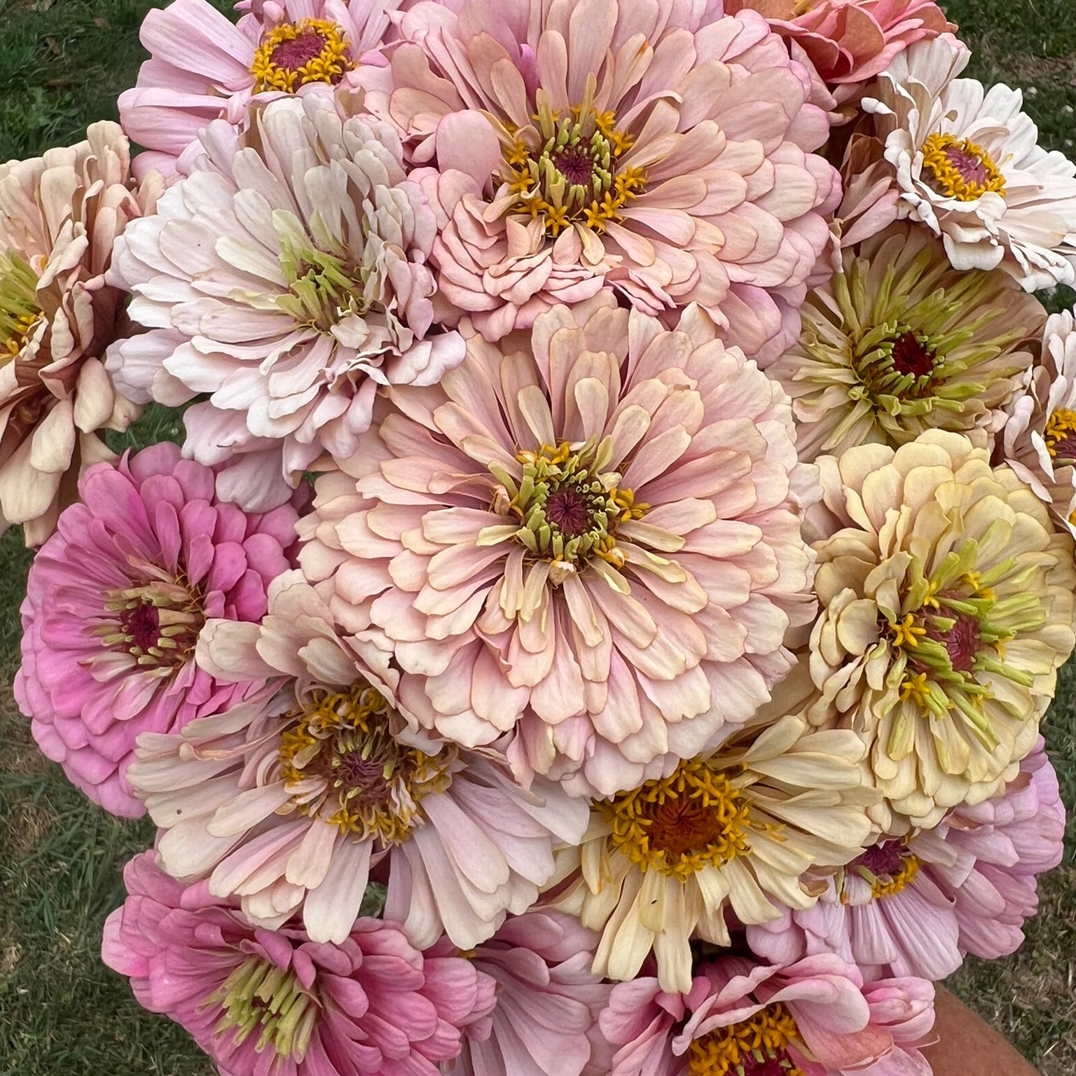 Zinnia Seeds - Buds and Blooms Farm Blend