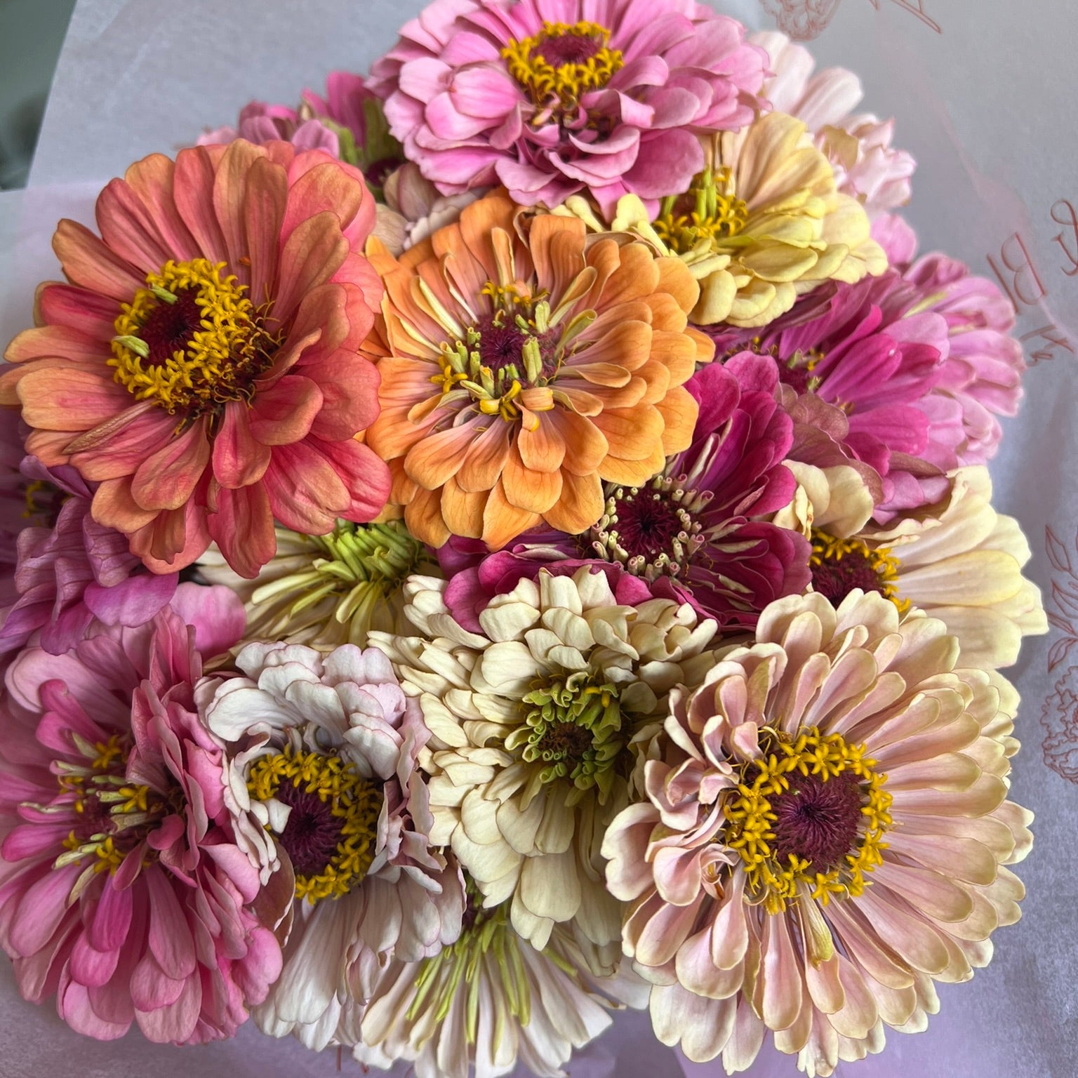 Zinnia Seeds - Buds and Blooms Farm Blend