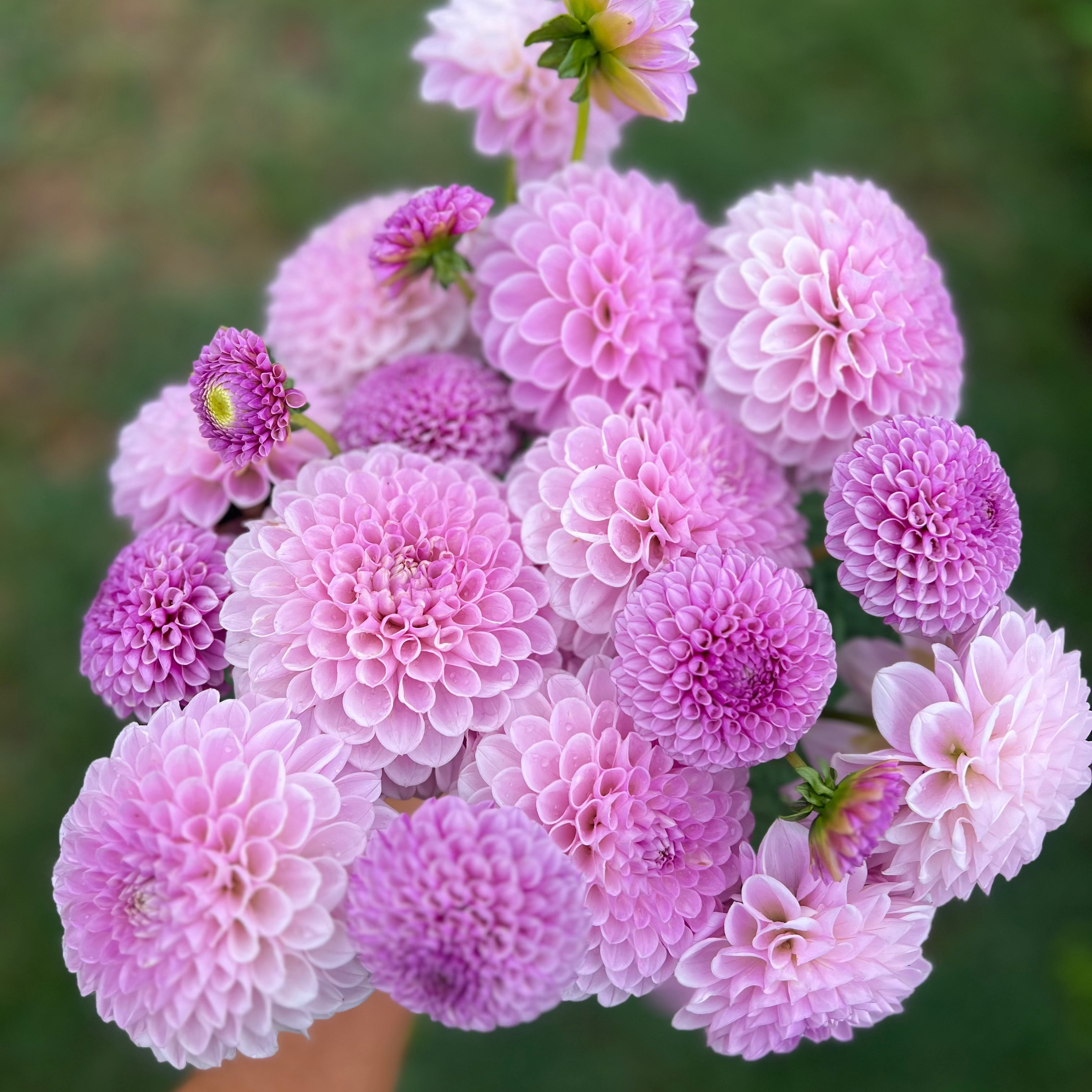 Dahlia tuber - Megan Dean