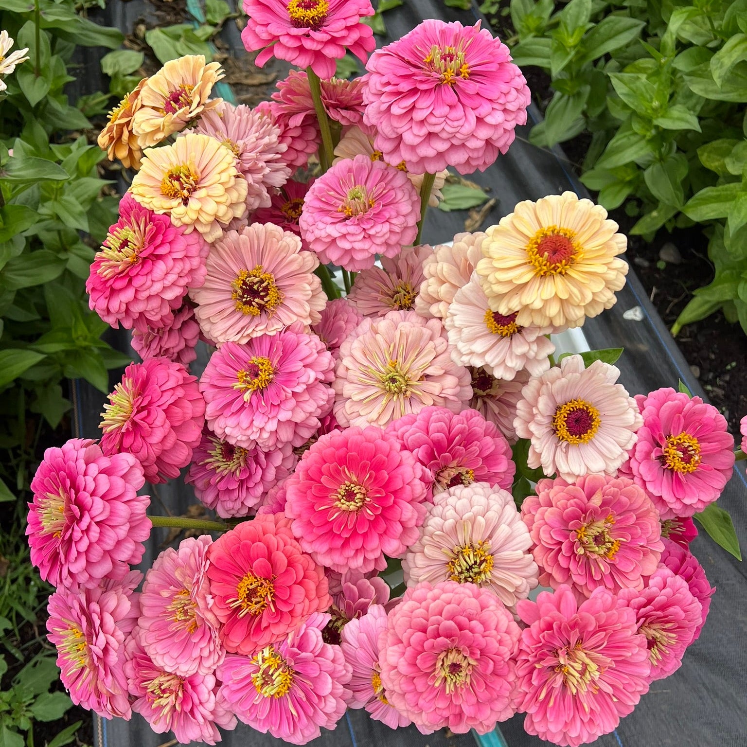 Zinnia Seeds - Buds and Blooms Farm Blend