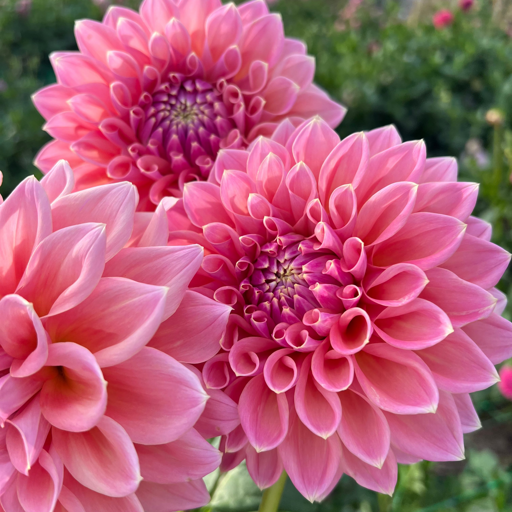 Dahlia tuber - Joal Kaitlin