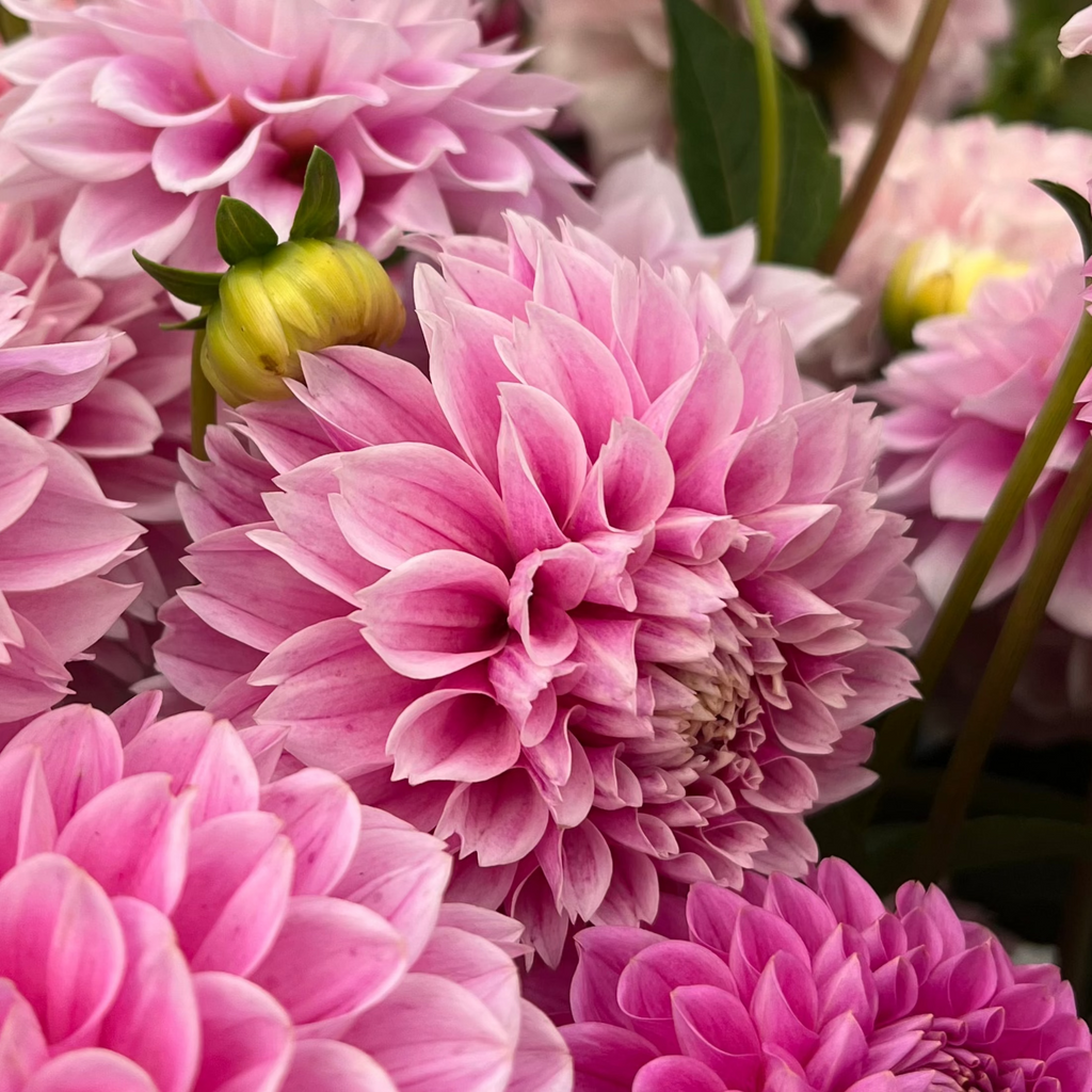 Dahlia tuber - Marshmallow Baby