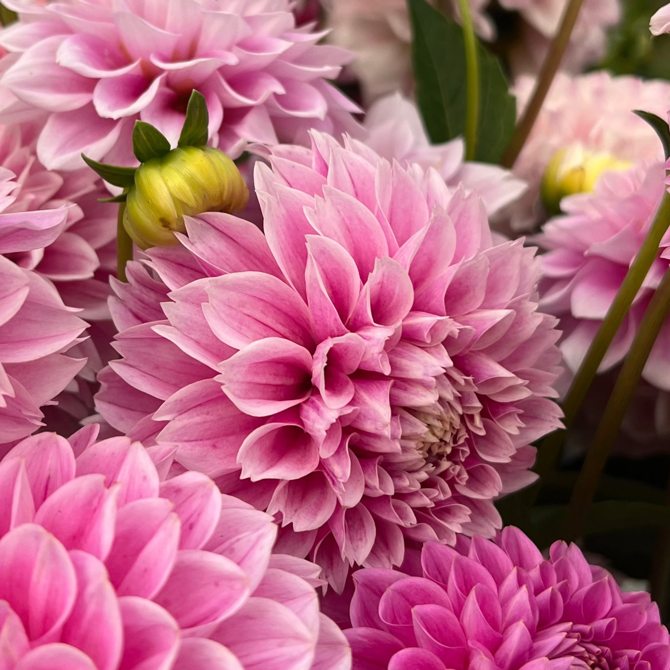 Dahlia tuber - Marshmallow Baby