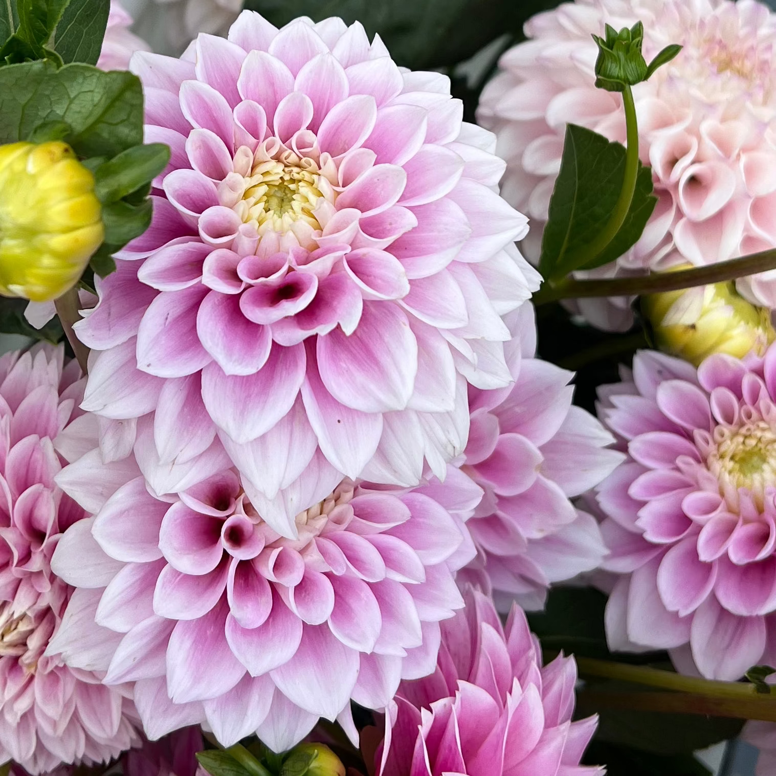 Dahlia tuber - Sweet Love