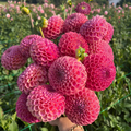 Dahlia tuber - Caitlins Joy