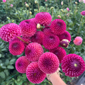 Dahlia tuber - Burlesca