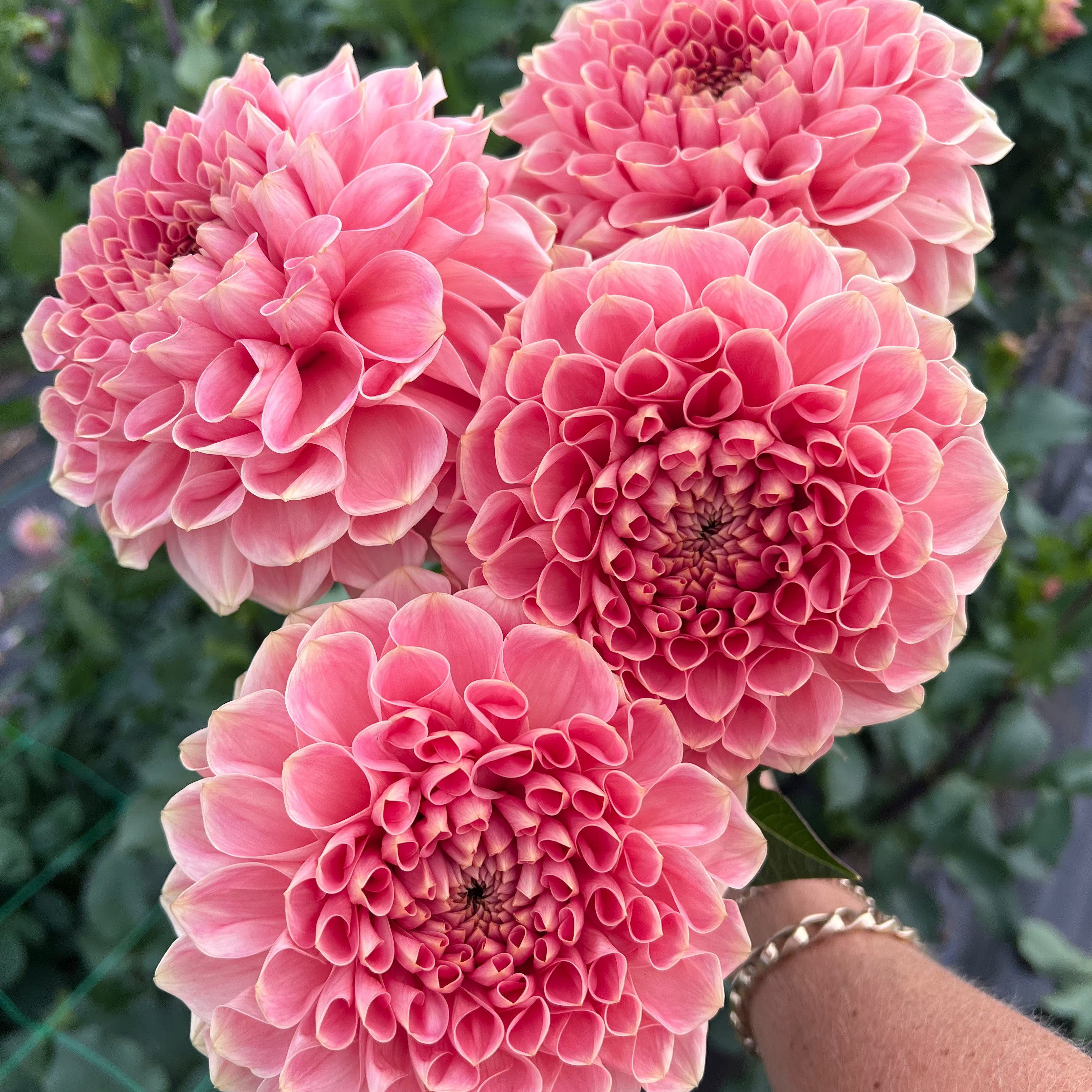 Dahlia tuber - Romance