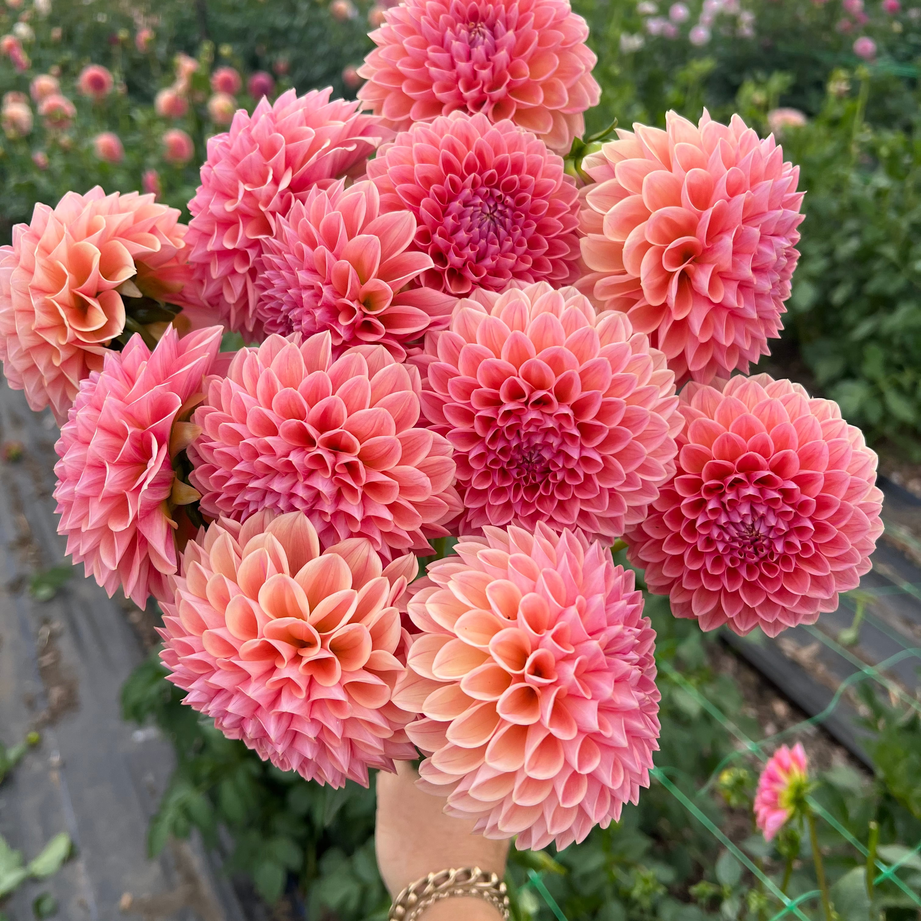Dahlia tuber - Nathalie G
