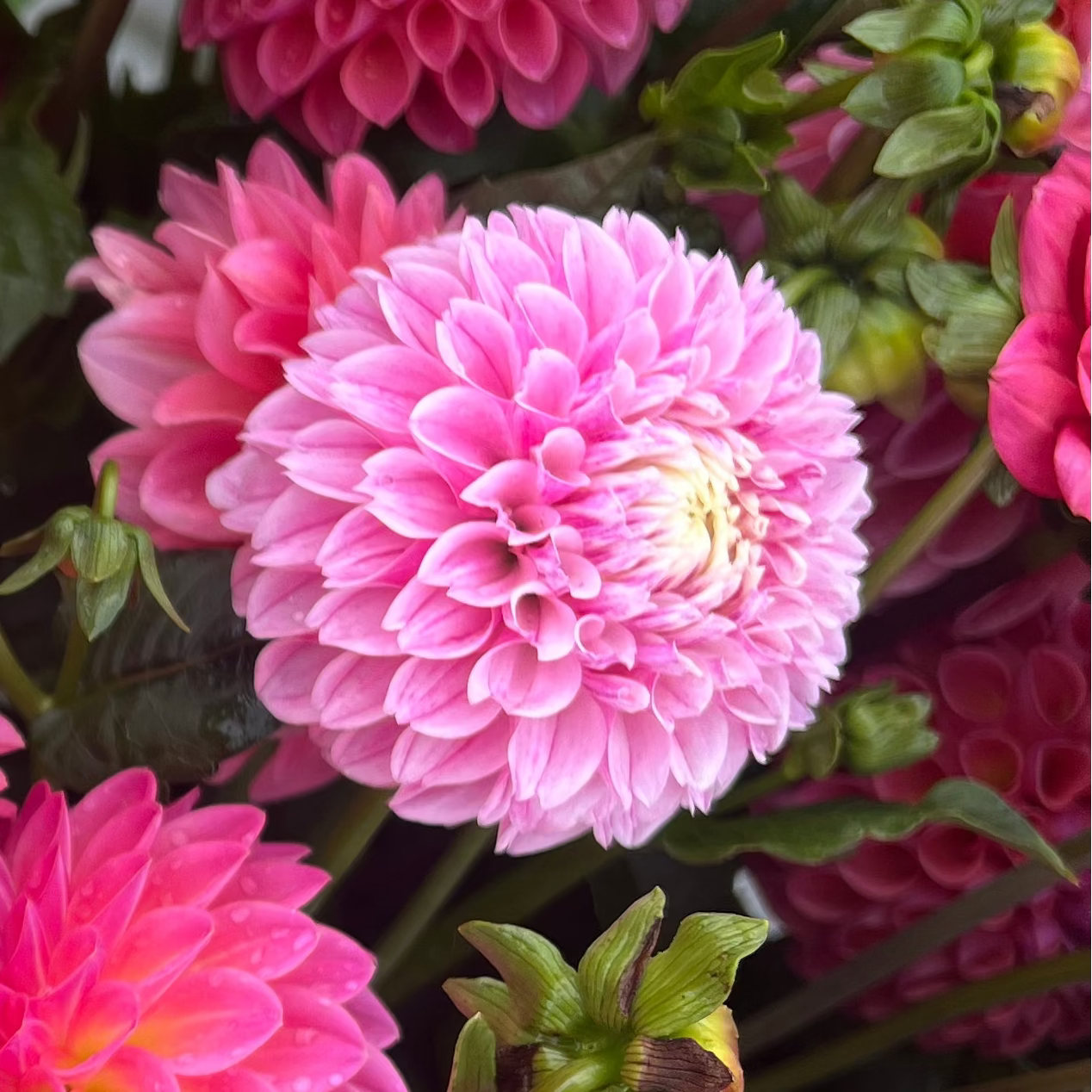 Dahlia tuber - Marshmallow Baby