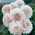 Dahlia tuber - Sweet Nathalie